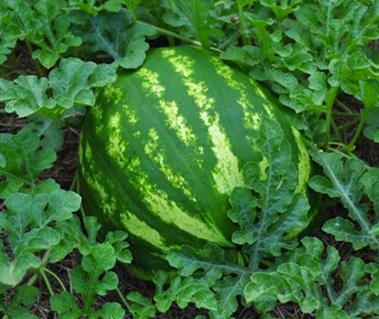 Арбуз Кримсон