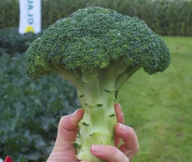 Брокколи Корос