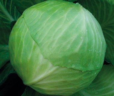 Капуста белокочанная Декурион