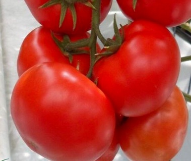 Помидор Оазис