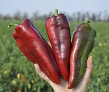Сладкий перец Редкан