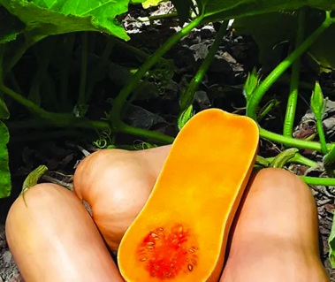 Тыква Сибелле