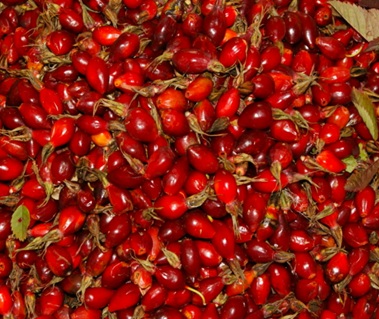 Шиповник-обыкновенный